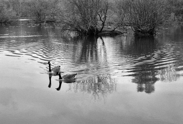 Two geese on a small lake with trees behind. The ripples made by their progress interlock across the water. Black and white photo.
