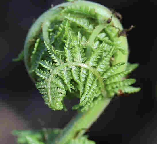 A bright green fern frond is uncoiling. It’s currently in spiral form. Its leaflets are visible on the side, each one uncoiling in its own separate pattern. 