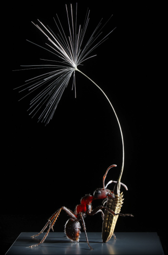 A model of a wood ant that looks like a photograph. The ant holds a dandelion seed with a white puff. The ant is deep red and black the model captures the translucent nature of the exoskeleton and texture perfectly. 