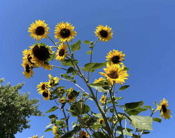 Picture’s perspective is from standing on the ground looking up at the ~12ft. multi-branched yellow sunflower, blue skies in the background.