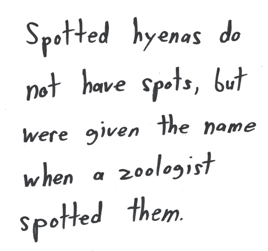 Spotted hyenas do not have spots, but were given the name when a zoologist spotted them.