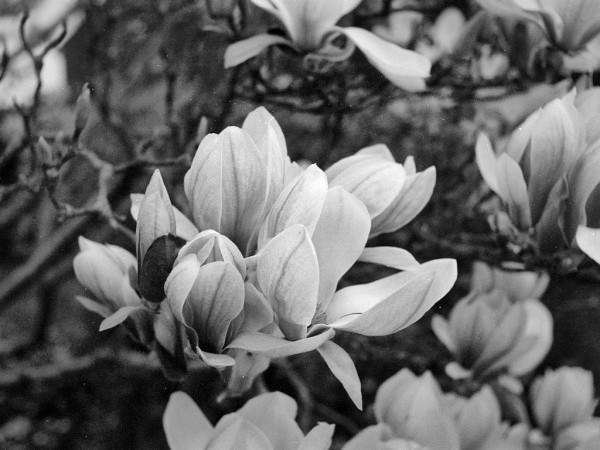Black and white photo of a profusion of light-coloured, slightly veined magnolia blossoms against a background of dark twigs.