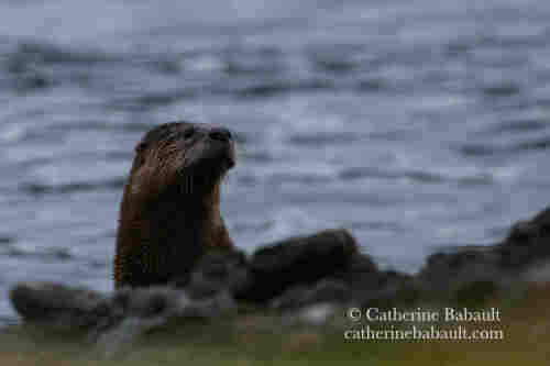 A river otter with the sea behind it.