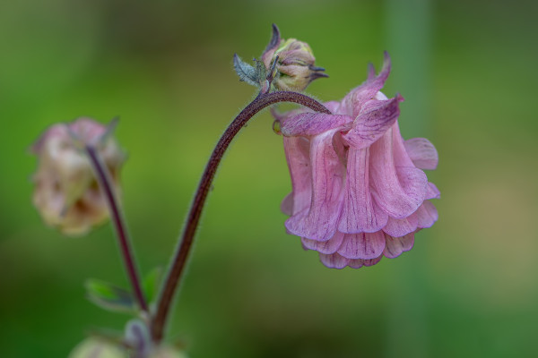 Photograph of a purple-pink Columbine flower drooping from a stem bent under the flower's weight with out of focus flowers, flower buds, and green foliage in the background.