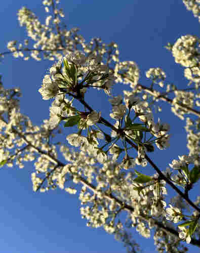 Plum branches cross the photo diagonally, slender dark lines covered on all sides by white blossoms, against blue sky. 