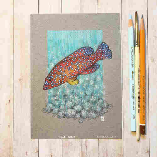 Original drawing - Coral Grouper Fish
A colour drawing of a coral grouper fish, a red fish with blue dot markings.
Materials: colour pencil, mixed media, acid free grey pastel paper
Width: 5 inches
Height: 7 inches
