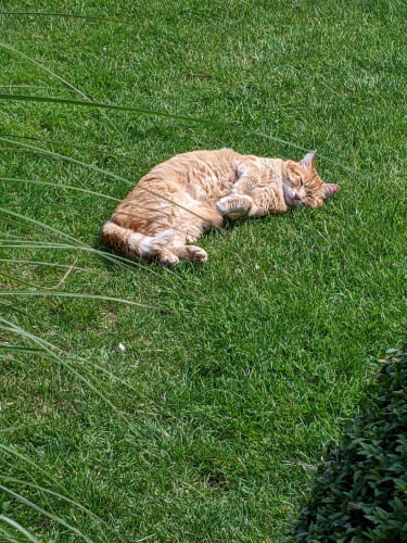 Photo. Red cat relaxing in the grass