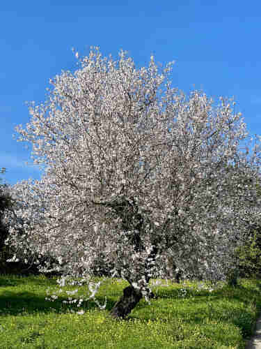A large flowering tree with white blossoms against a blue sky background, surrounded by green grass with yellow wildflowers.