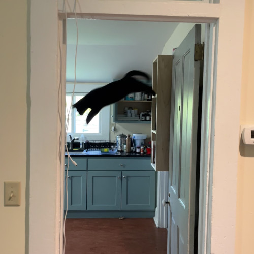 A black cat leaps from a cabinet to a countertop, as seen through an open door to the kitchen. He is captured mid-flight.