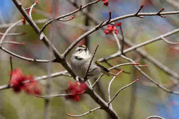 a golden crowned kinglet in a sparse tree with little red buds at the end of short branches and large red buds out of focus in the foreground. they are a small fluffy mostly grey and white round bird with a yellow and black head stripes and yellow and black wings. they are looking off and up into the distance to the right of frame