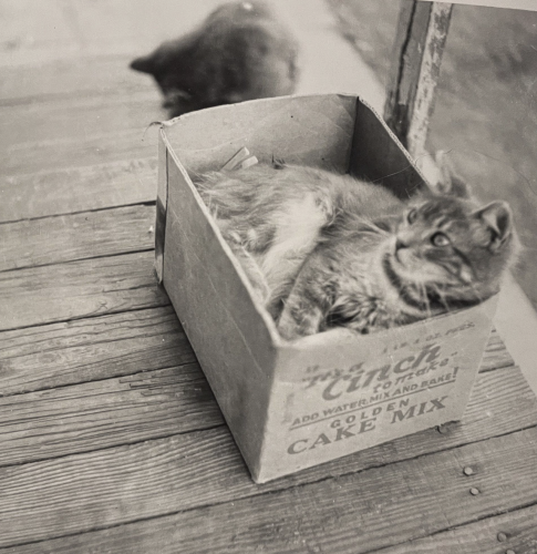 Black and white photo of a tabby cat, it appears grey to me, reclining in a cardboard box outside on a wooden porch. The side of the box reads “It’s a Cinch to make. Add water, mix, and bake! Golden cake mix.” Another cat sits on the far side of the box.