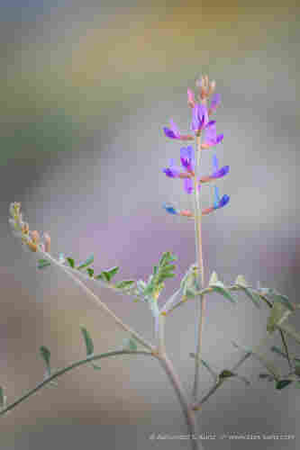 Vertical photo showing a purple wildflower in the pea family, with multiple flowers on an erect stem, and multiple stems with widely spaced gray-green leaves and buds at the end.