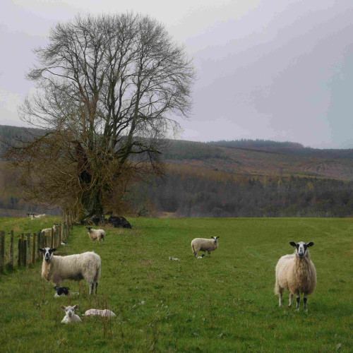 Colour photograph of a field containing four sheep with their lambs. There is a tall tree at the back of the field, with a wooded hillside beyond. The sky is grey. 