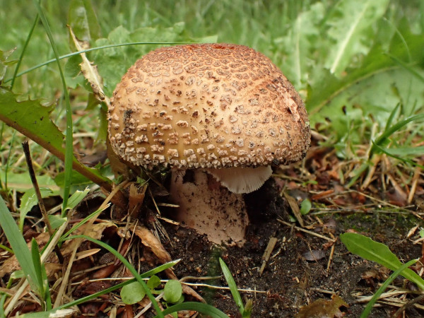A close up of a lovely brown Blusher mushroom. 