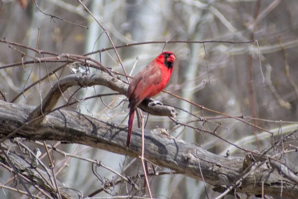 A male northern cardinal perched on a dry tree