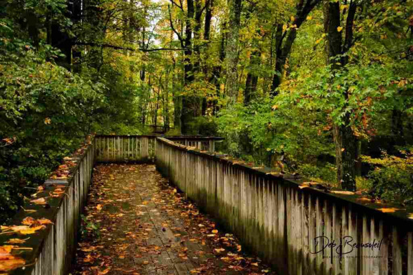 A wooden walkway meanders through a forest vibrant with autumn colors, leaves scattered along its path.  Image at:  https://beautifulsunphotography.com/featured/autumn-leaves-at-mabry-mill-deb-beausoleil.html See more art & blog at: https://beautifulsunphotography.com/ https://debbeautifulsunphotography.com/ https://www.zazzle.com/store/beautifulsun_designs https://debbeausoleil.com