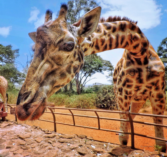 A wonderful and curious giraffe bends in to greet me at the Giraffe Rescue Center in Nairobi, Kenya. It’s a very sunny day and the giraffe is very close with his face looking very happy.