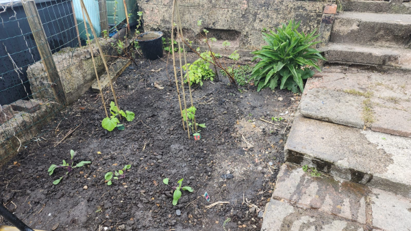 A dirt patch next to a concrete path in a garden. There are some scraggly fruit bushes and a big green bush at the far back, then a courgette and tomato plant in front with bamboo poles, then a row of small red cabbage plants at the very front.