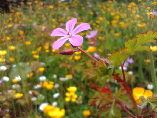 Close up of a Herb Robert flower in amongst a backdrop of buttercups and daisies