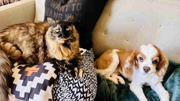 A photo of a large tortie cat sitting on someone’s lap. Next to her, a spaniel looks like she is frowning 