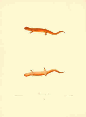 Amphibian illustration, from the source cited above