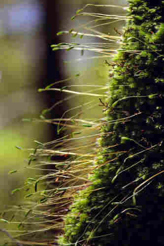 The side of a tree trunk, covered in moss and with moss sporophytes held proud from the surface and backlight by the sun