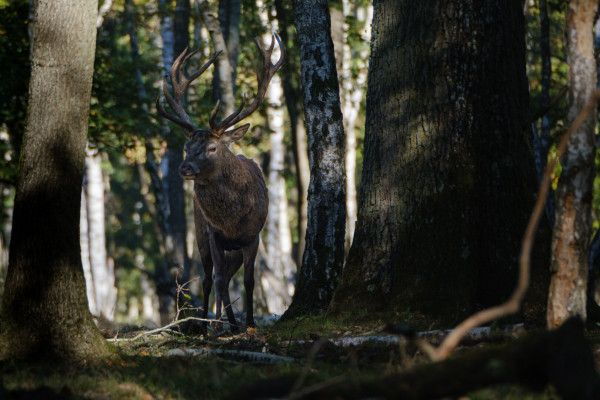A deer with prominent antlers standing in a sunlit forest.