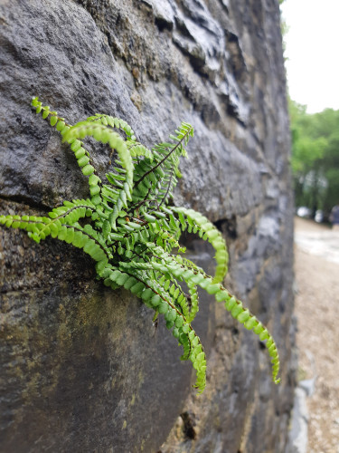 A small fern growing on the side of a wall, in a crack between two stones. 