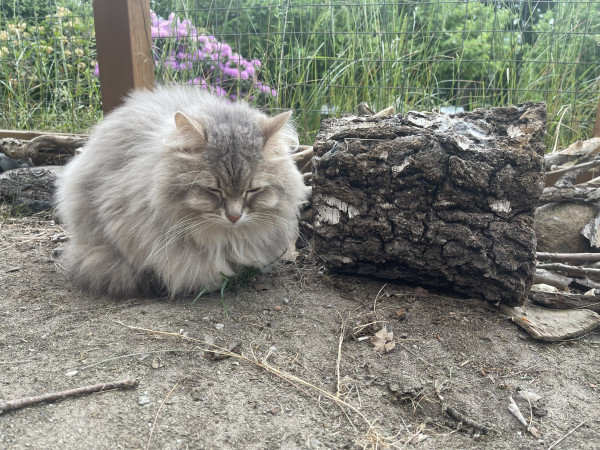 Grey Siberian cat lying on the dry ground in the catio, with a blooming purple  rhododendron and trees in the blurry background. Next to him is a short tree log lying on its side. They are approximately the same size. His eyes are closed, and he is lying in an almost round bread roll shape.