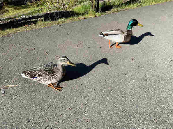A female and male mallard duck walking across an asphalt parking lot to ask for food. She has white-edged dark feathers that make a kind of scallop pattern, with one little bit of purple near the back, tucked under her wing. He has an iridescent green head, dark brown breast, and white belly, with a bit of the same scalloped effect on his back. 