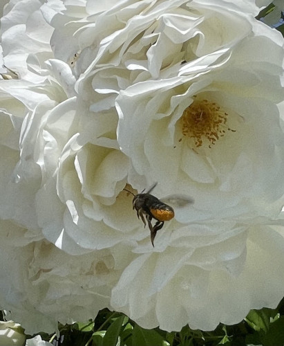 This is a picture of bees trying to get into a large blooming white rose.
They appear to be momentarily still as they flap their wings in front of the white velvet to charge into the center of the sweet nectar rose.