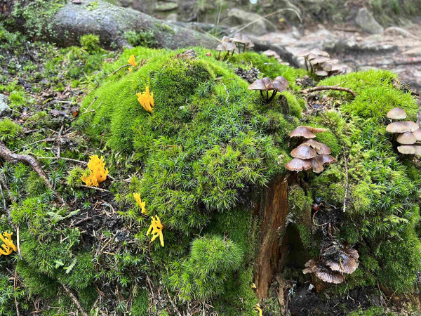 A lush green cover of star shaped moss with bright yellow-orange antlers shaped mushroom peaking through on the left and dark thin footed and glossy brown mushrooms growing in groups of 5-7 hanging on the right 