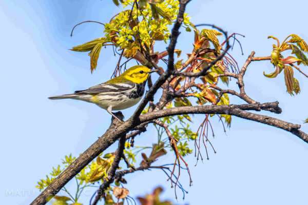 A warbler in a tree against a blue sky.  Yellow head and body, black throat with white abd black wings.