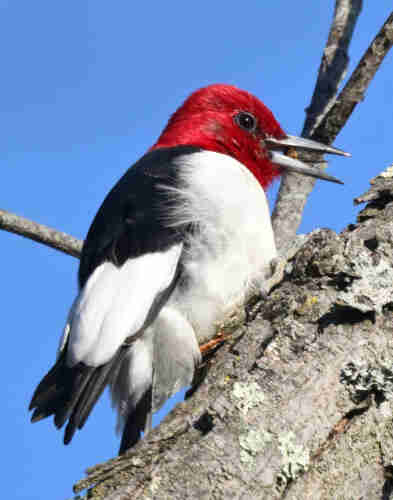 A close-up view of a red-headed woodpecker high up in a tree.  The woodpecker's beak is open and it appears to have a small nut in its mouth.