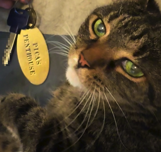 A tabby cat rests next to a set of keys with a brass tag that says "Pica's Penthouse" the cat looks at you with her big eyes. 