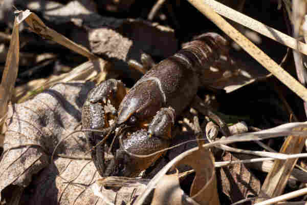 a shiny brown crayfish among some dried leaves a grasses. it has two large brown bumpy claws, two sets of long whiskers and matte black eyes on stalks protruding from a ridged head. 