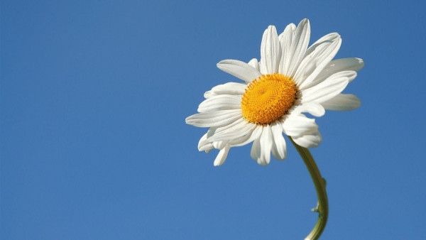 White daisy with a yellow center against a blue sky.