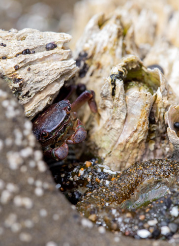 A small crab partially hidden among barnacles and rocks.