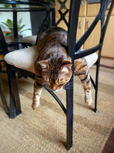 This is my bengal cat Neko sleeping on a kitchen chair with both his front legs hanging off the chair. He looks as if he’s totally exhausted. It’s a funny sleeping position and quite amusing!