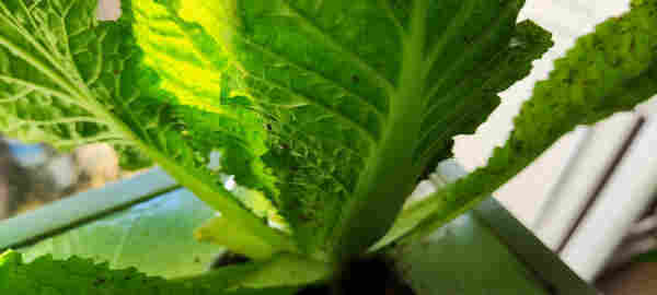 Aphids are all over my plants on my indoor hydroponic unit