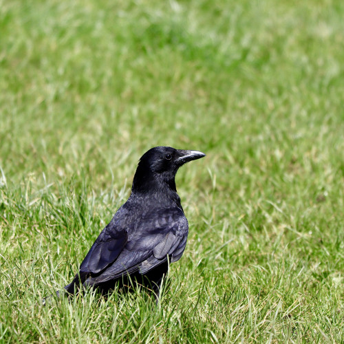 Carrion crow standing in some lush green grass, sunlight shining on its feathers 