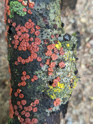 A branch with red, yellow, green and blue molds and lichens.