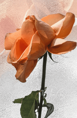 A peach-colored rose contrasts against a frosted glass backdrop, its velvety petals illuminated by dawn's glow. The frost patterns add enchantment, crafting a serene and elegant visual symphony."