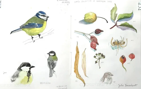 Sketchbook spread in pencil and watercolor with three birds on the left and a collection of small items on the right: dried apple, leaves and rosehips, seedpods.