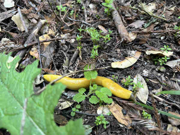 A bright yellow banana slug