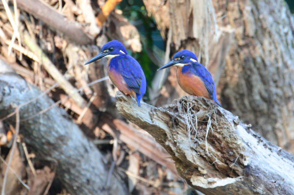 Two bright blue and orange kingfishers on a tree stump. Both birds face to the left of frame and down. The blurred background is a tangled pile of detritus from a recent flood in the fork of a tree