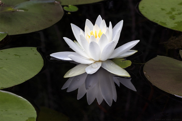 A white water lily flower on a reflective pond with some lily pads