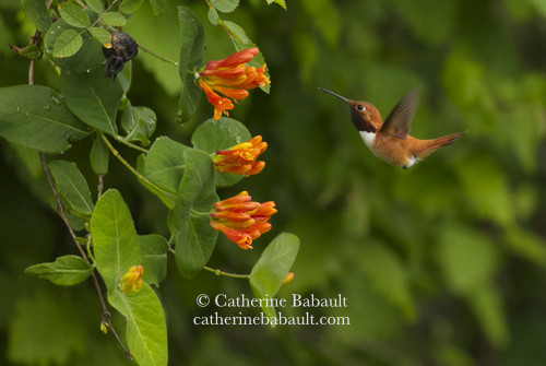 Hummingbird approaching a bush with bright orange flowers.