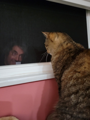 A fuzzy brown tabby sits up and looks out a window through a screen, through which you can see a dark-haired man making a silly face.
