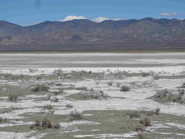 A wide stretch of dry flat alkali lake bed, with a shoreline of small dunes built up around the low lying brush. Areas of white alkali surround patches of cracked and broken dried mud. Juniper covered mountains rise up in the background into a clear blue sky with puffy white clouds behind them. In the center of the image is a small oval dark spot standing on the bare ground.